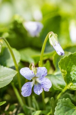 Vild stedmoderblomst Viola sororia 'Freckles' 5-10 potte P9 Viola sororia 'Freckles'