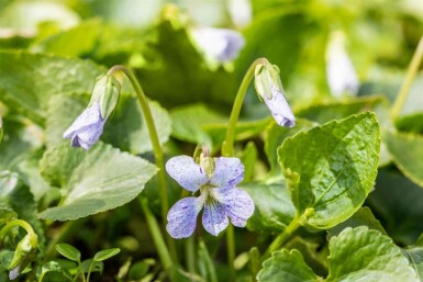 Vild stedmoderblomst Viola sororia 'Freckles' 5-10 potte P9 Viola sororia 'Freckles'