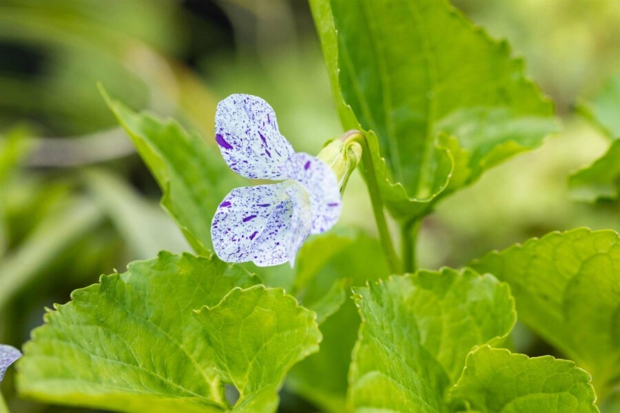 Vild stedmoderblomst Viola sororia 'Freckles' 5-10 potte P9 Viola sororia 'Freckles'