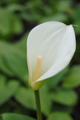 Calla Zantedeschia aethiopica 5-10 potte P9 Zantedeschia aethiopica
