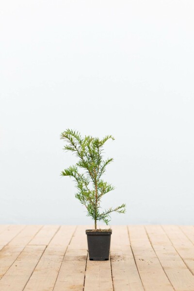 Taxus baccata P9 15-20 cm