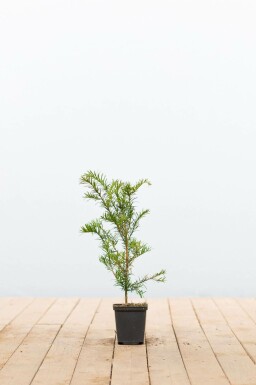Taxus baccata P9 15-20 cm