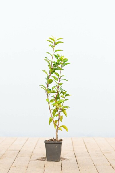 Prunus lusitanica 'Angustifolia' P9 5-10 cm