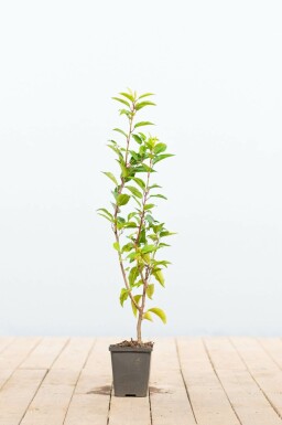 Prunus lusitanica 'Angustifolia' P9 5-10 cm