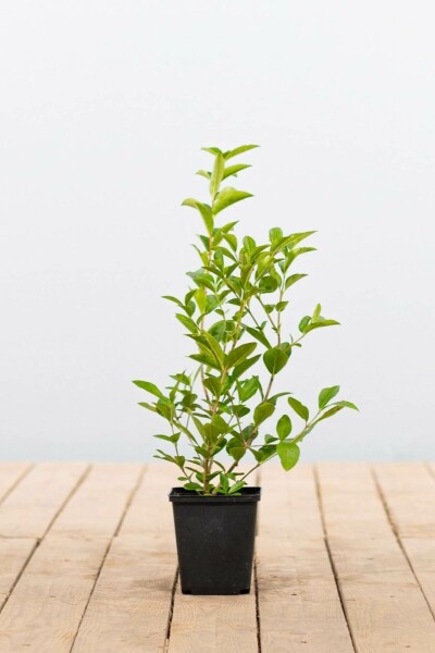 Ligustrum ovalifolium P9 30-40 cm