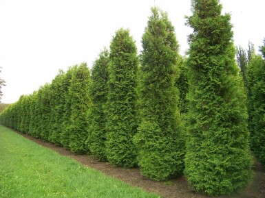 Thuja occidentalis Brabant 100-120 cm