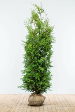 Thuja occidentalis Brabant hæk 180-200 rodklump Premium - Thuja occidentalis Brabant 180-200 cm