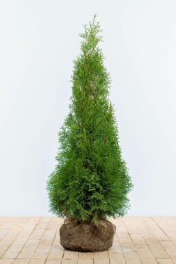 Premium - Thuja occidentalis Smaragd 100-120 cm