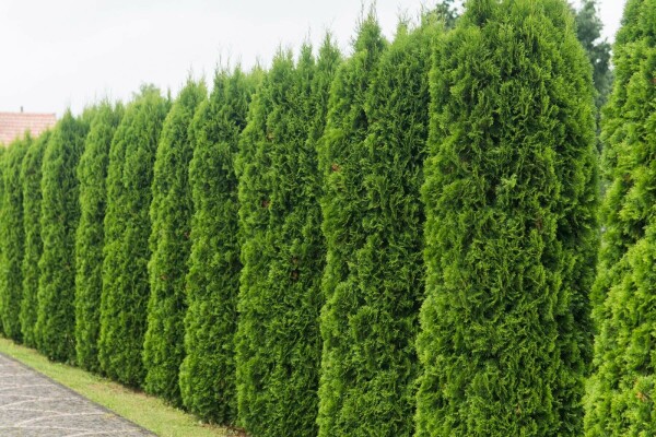 Premium - Thuja occidentalis Smaragd 100-120 cm