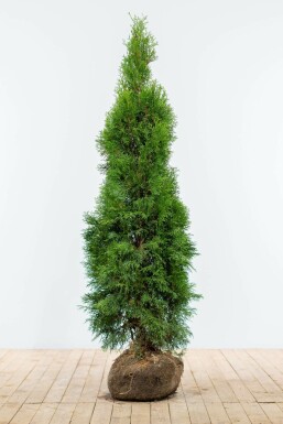Premium - Thuja occidentalis Smaragd 140-160 cm