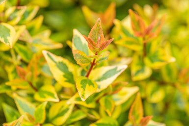 Abelia grandiflora 'Kaleidoscope' busk 30-40 cm