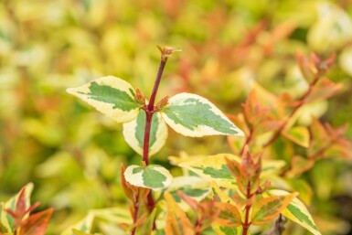 Abelia grandiflora 'Kaleidoscope' busk 50-60 cm