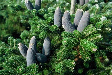 Abies koreana busk 25-30 cm