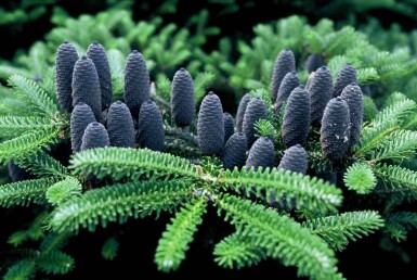 Abies koreana busk 25-30 cm