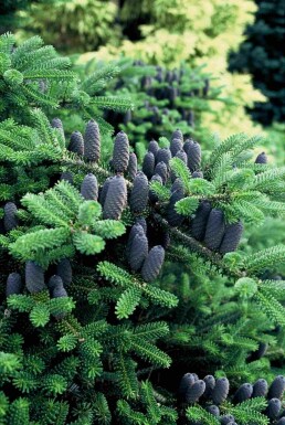 Abies koreana busk 25-30 cm