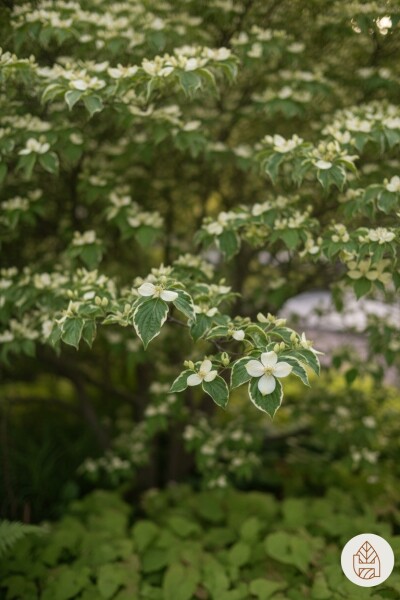 Cornus kousa chinensis busk 60-80 cm