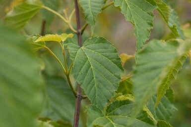 Acer davidii busk 80-100 cm