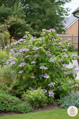 Hydrangea aspera 'Sargentiana' busk 60-80 cm