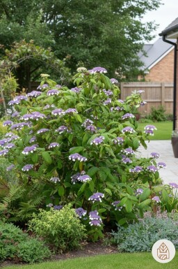 Hydrangea aspera 'Sargentiana' busk 60-80 cm