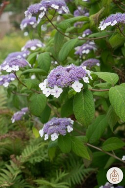 Hydrangea aspera 'Sargentiana' busk 60-80 cm