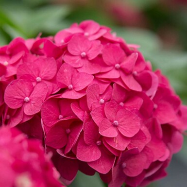 Hydrangea macrophylla 'Summer Love Red' busk