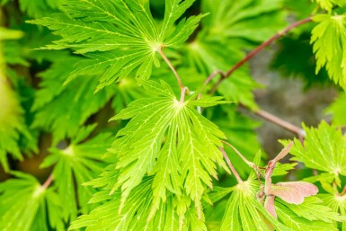 Acer japonicum 'Aconitifolium' busk 50-60 cm