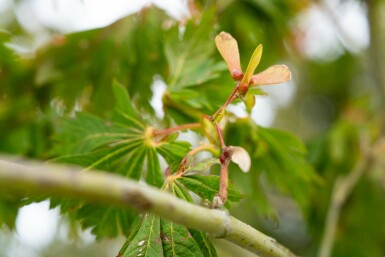 Acer japonicum 'Aconitifolium' busk 125-150 cm
