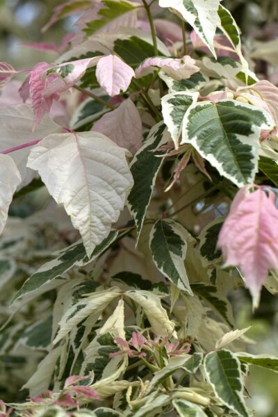Acer negundo 'Flamingo' busk 60-80 cm