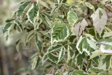 Acer negundo 'Flamingo' busk 60-80 cm