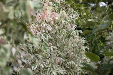 Acer negundo 'Flamingo' busk 80-100 cm