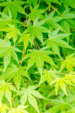 Acer palmatum busk 150-175 cm