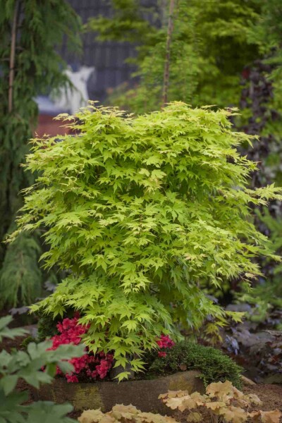 Acer palmatum busk 175-200 cm