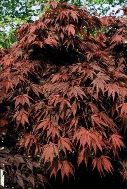 Rød japansk ahorn Acer palmatum 'Atropurpureum' busk 40-60 C3 Acer palmatum 'Atropurpureum' busk 40-60 cm