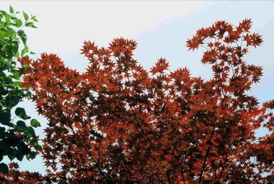 Acer palmatum 'Atropurpureum' busk 40-60 cm