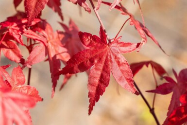 Acer palmatum 'Bi Hoo' busk 80-100 cm