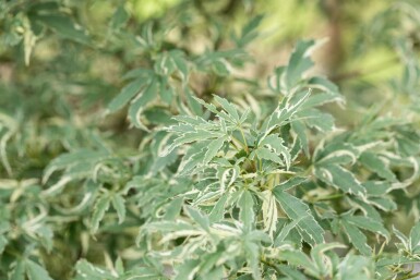 Acer palmatum 'Butterfly' busk 60-80 cm