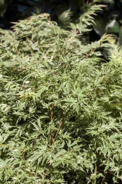 Acer palmatum 'Butterfly' busk 80-100 cm