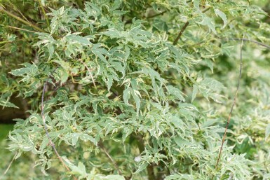 Acer palmatum 'Butterfly' busk 80-100 cm