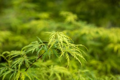 Acer palmatum 'Dissectum' busk 40-50 cm