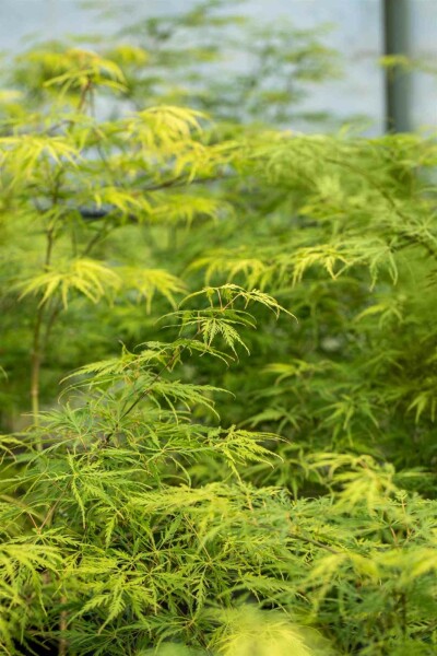 Acer palmatum 'Dissectum' busk 150-175 cm