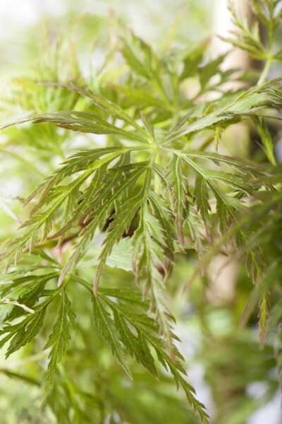 Acer palmatum 'Emerald Lace' busk 40-60 cm