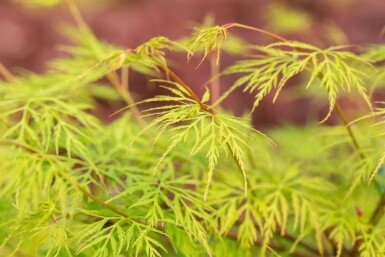 Acer palmatum 'Emerald Lace' busk 80-100 cm