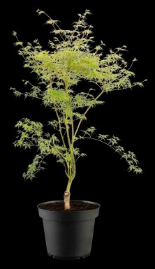 Acer palmatum 'Emerald Lace' busk 80-100 cm