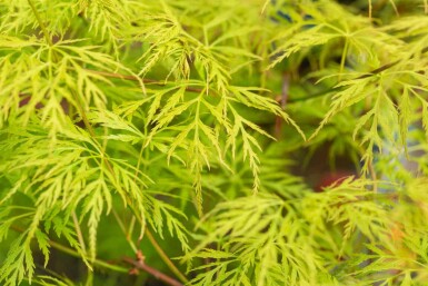 Acer palmatum 'Emerald Lace' busk 125-150 cm