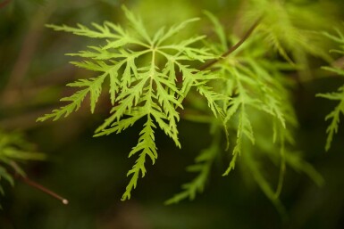 Acer palmatum 'Emerald Lace' busk 125-150 cm
