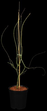 Acer palmatum 'Emerald Lace' busk 125-150 cm