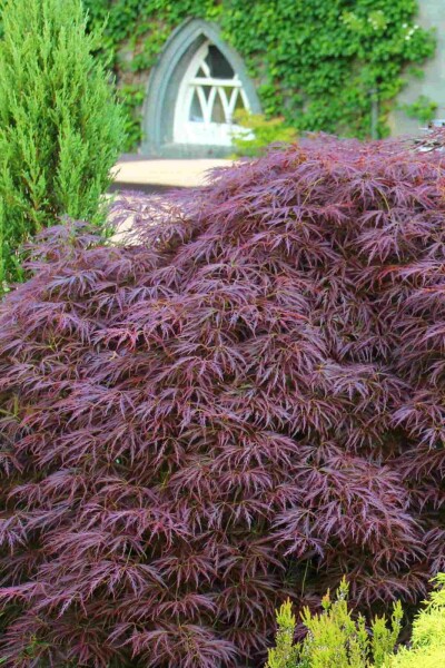 Acer palmatum 'Garnet' busk 80-100 cm