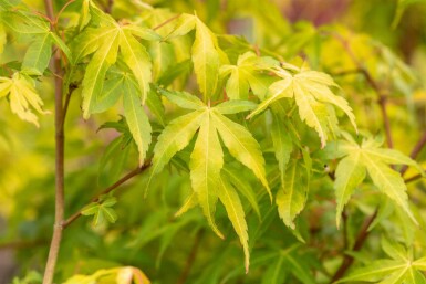 Acer palmatum 'Katsura' busk 60-80 cm