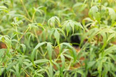 Acer palmatum 'Koto-no-ito' busk 60-80 cm