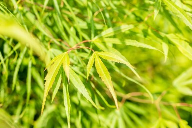 Acer palmatum 'Koto-no-ito' busk 60-80 cm